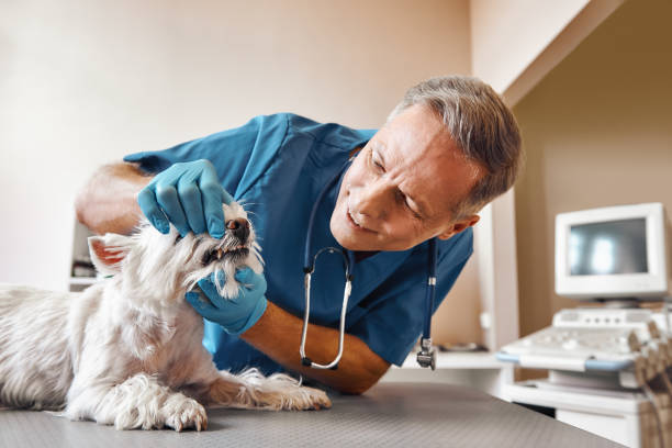 Best Weekend Emergency Dentist in Nroe City, MO